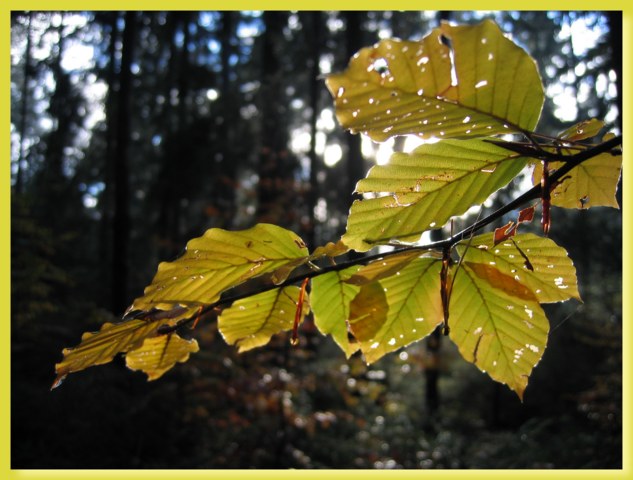 Herbst07_13