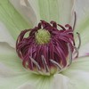 Clematis pfingsten