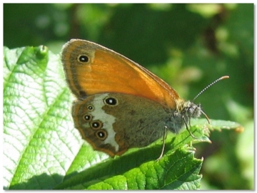 Wiesenvoegelchen