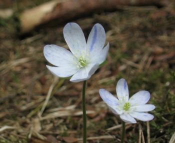 Leberblümchen weiß