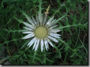 Silberdistel