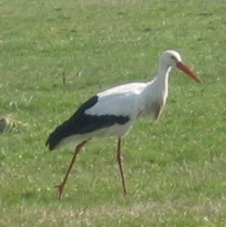 Storch