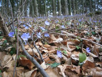 Waldgrund blau